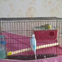 یک جفت مرغ عشق با قفس