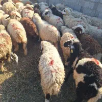 بره|حیوانات مزرعه|جیرفت, |دیوار