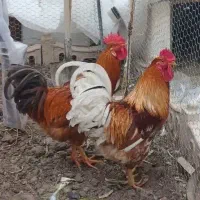 خروس محلی ۷ ماهه تپل ، سالم و سرحال