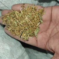 بذر یونجه محلی