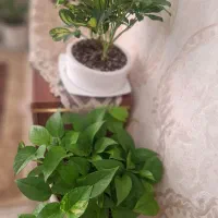 نیروی کمکی منزل
