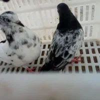 کبوتر ماده
