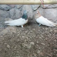 یه تعداد کبوتر|پرنده|فشم, |دیوار