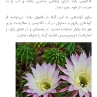 کاکتوس طبیعی گلدار اچینوپسیس اوکسیژونا|گل و گیاه طبیعی|سیاهکل, |دیوار