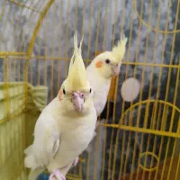 عروس هلندی دستی دونخور