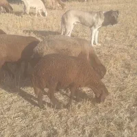 طوله ۱۳ماهه آماده واگذاری