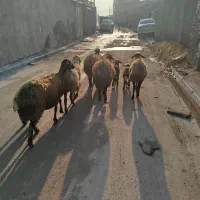 5راس میش زایده دونون تخت بز بره قوچ