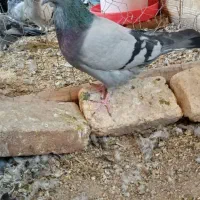 کبوتر|پرنده|فرخ‌شهر, |دیوار