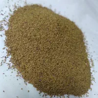 فروش بذر یونجه