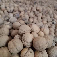 گردو درجه یک بروجرد