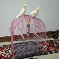 پرنده|پرنده|دیلم, |دیوار