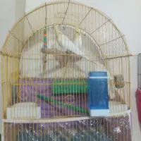 یک جفت عروس هلندی مولد