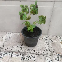 گل فروشی