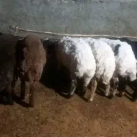 ۵عدد بره ماده سره حال خیلی سالمو سره حال