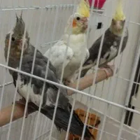 5عدد عروس هلندی سالم و سرحال|پرنده|ری, سیزده آبان|دیوار