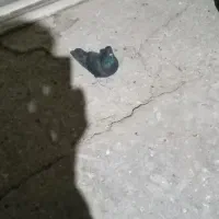 دمگیر|پرنده|اصفهان, دارک|دیوار