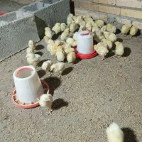 جوجه مرغ گوشتی