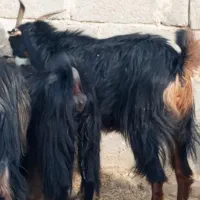 بز  کهره پازن   در جم|حیوانات مزرعه|جم, |دیوار