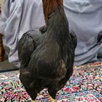 مرغ لاری|حیوانات مزرعه|سیرجان, |دیوار