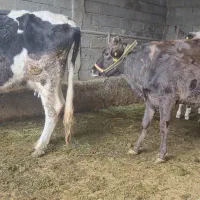 گاو ابستن|حیوانات مزرعه|مسجد سلیمان, |دیوار