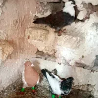 ۳عدد کبوتر زیبا