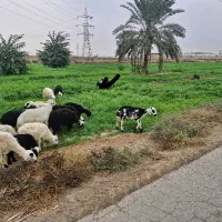 فروش چند راس گوسفند با بره