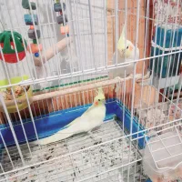 جفت عروس هلندی