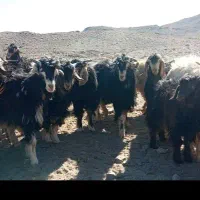 50عدد بزغاله فروشی