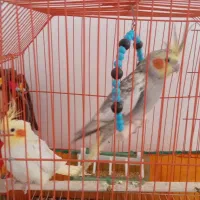 دوعدد عروس هلندی نر وماده