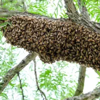 گرفتن زنبورهای پرونده وبره زنبور