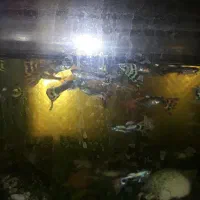 تعداد۱۰۰عدد ماهی تزیینی،