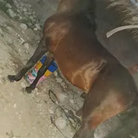 اسب درشور