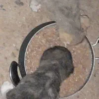 سگ توله ماده افغان خراسان