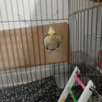 عروس هلندی|پرنده|نورآباد, |دیوار