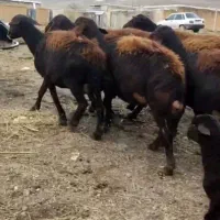 باسلام به تعداد ۲۵ راس گوسفند اولین دومین شکم