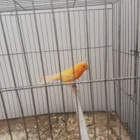 ماده قناری سرخ