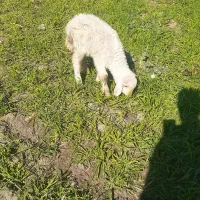 بره گوسفندماده بروجردی اصل