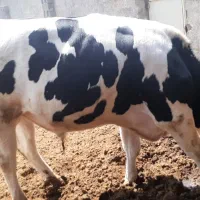 گاو|حیوانات مزرعه|خوسف, |دیوار