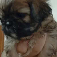 پکنیز شیتزو