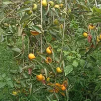 فروش خرمالو روی درخت ، صومعه‌ سرا ، ۱۰ تن بار|عمده‌فروشی|رشت, سعدی (تختی)|دیوار