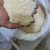 برنج طارم هاشمی فریدونکنا ربه شرط پخت