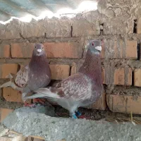 یک جفت قورگی آس آس درجه یک با دوتا جوجه