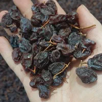 مویز