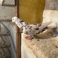 کفتر پرشی|پرنده|کرج, حسین‌آباد|دیوار