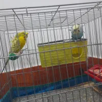 دوجفت مرغ عشق ساده و پشت پروانه ای|پرنده|جیرفت, |دیوار