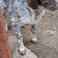 سگ شکاری سیتر ماده المانی