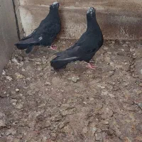 دمسیاه