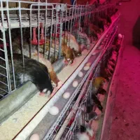 مرغ گلپایگانی