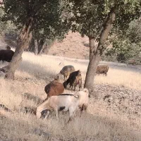 ۳راس بز کهره دار