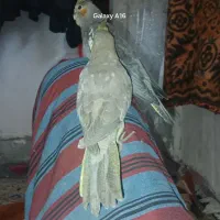 2عدد جوجه عروس تازه دونخور دارن میشن